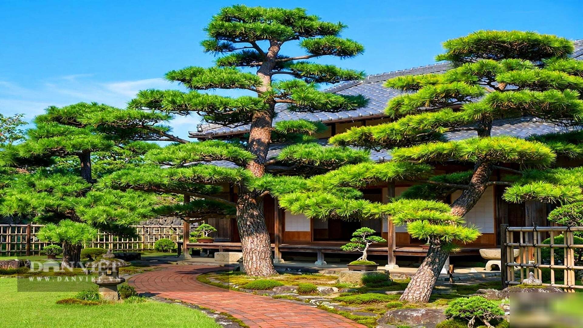 Theo người xưa, hương thơm của thông bách gây mệt mỏi