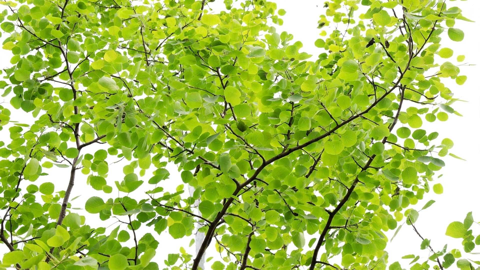 Người xưa dặn: 5 cây âm vào nhà, người không yên, khí không tụ, tài lộc chảy đi, phúc lành tiêu tán - 12