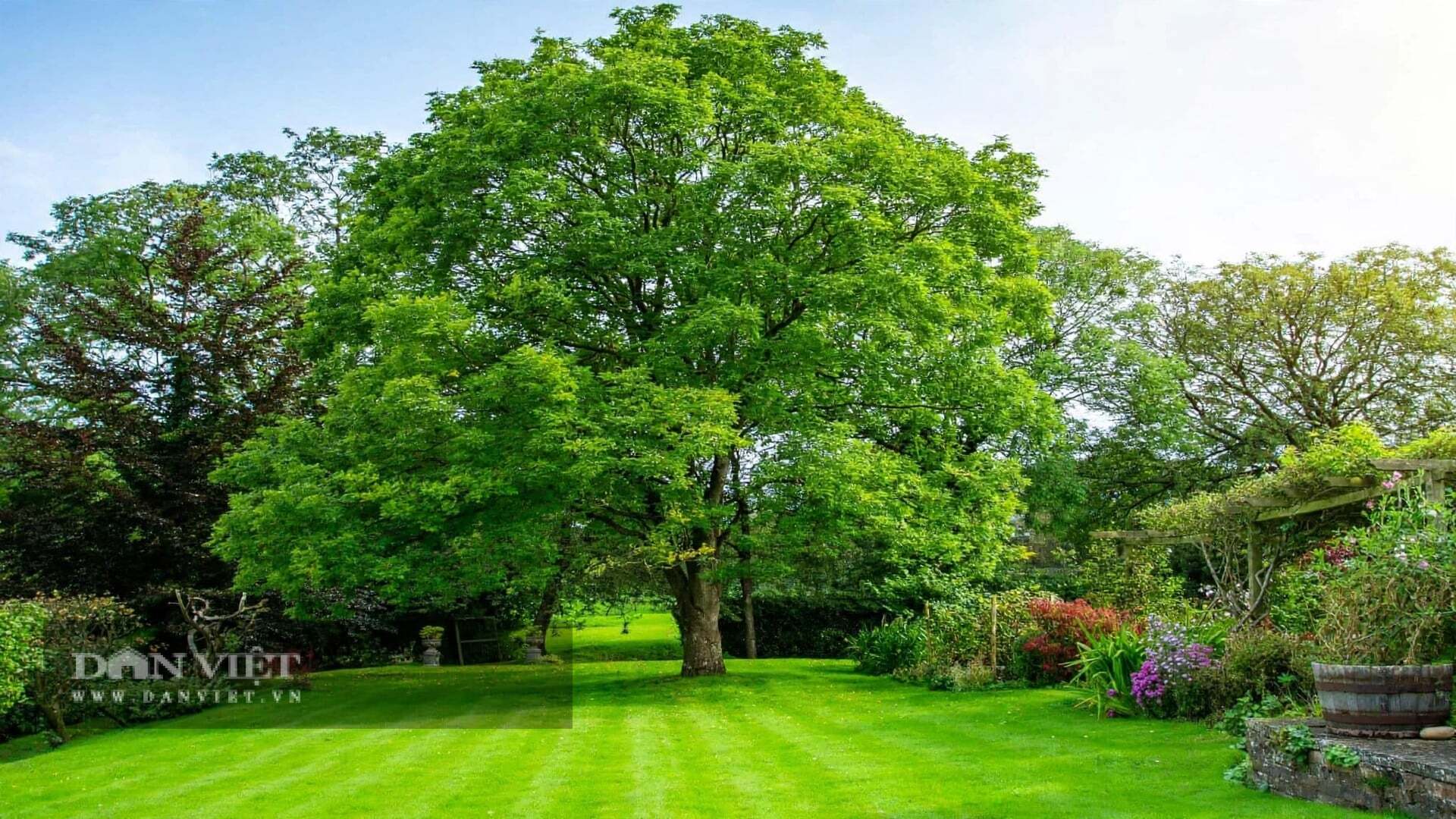 Người xưa cho rằng, hòe là ví dụ rõ nhất cho chữ âm hình và âm thanh