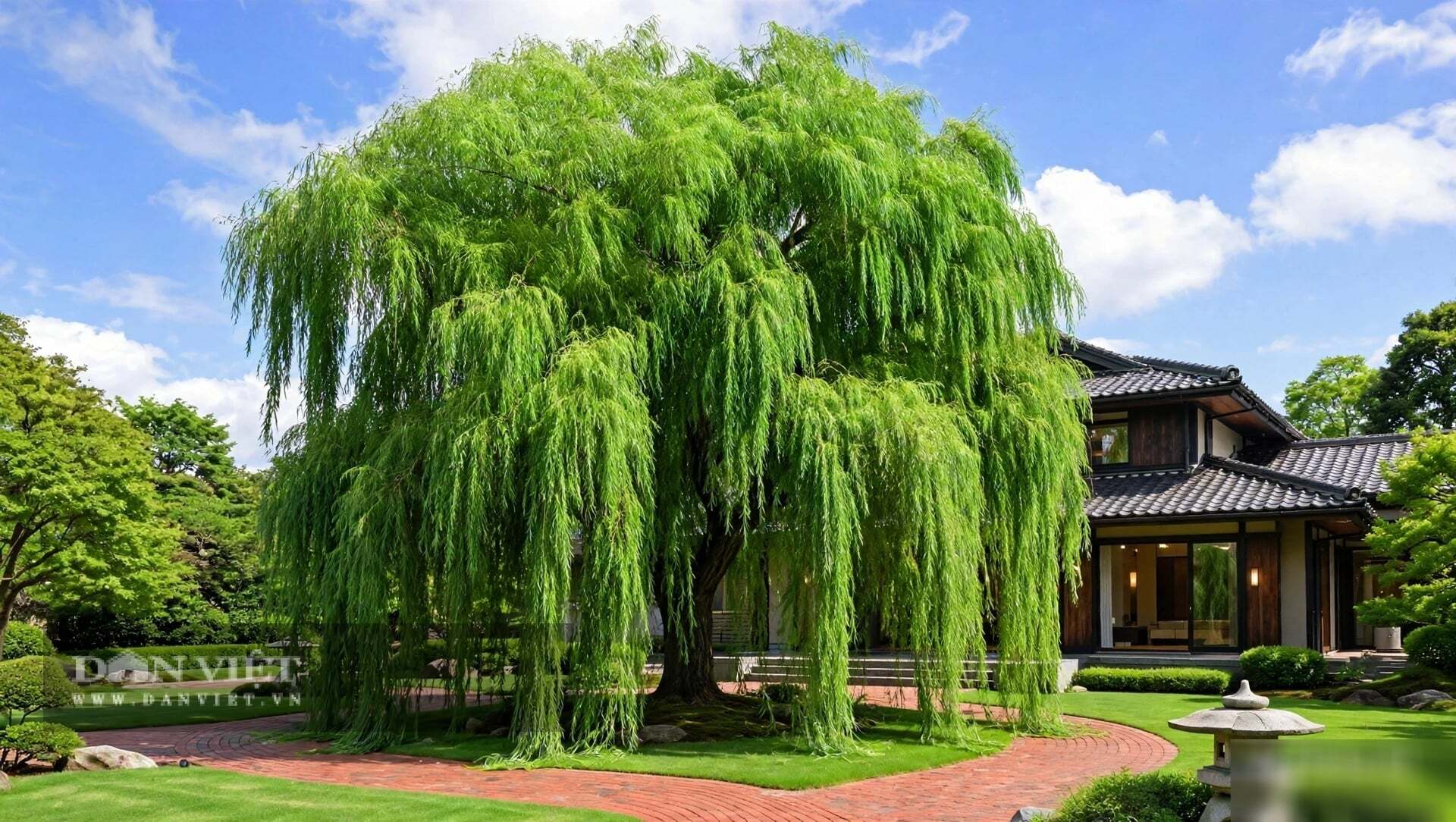Hai là hình thái rủ. Liễu không vươn thẳng lên như cau, tre mà rủ xuống, mềm oặt, che kín lối đi.
