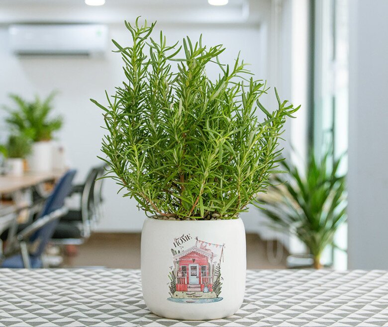 Loại lá được ví như “kim cương”, giá 2 triệu đồng/kg, trồng tại nhà vừa ăn vừa làm thuốc, lên chậu làm bonsai giúp hút lộc - 1