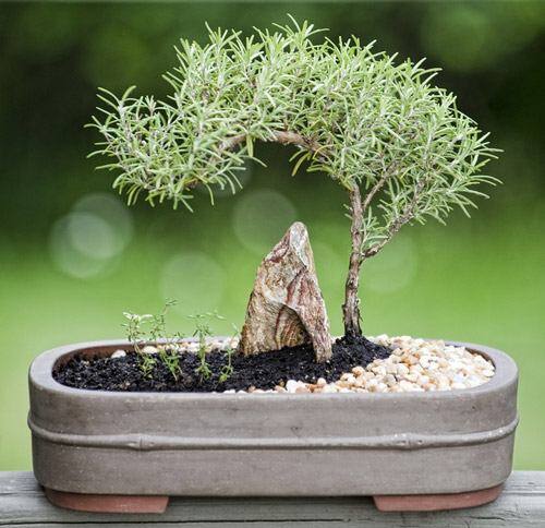 Loại lá được ví như “kim cương”, giá 2 triệu đồng/kg, trồng tại nhà vừa ăn vừa làm thuốc, lên chậu làm bonsai giúp hút lộc - 3