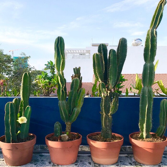 Ban công có thể thông với thế giới bên ngoài nên cây xương rồng đặt ở đây có thể phát huy tác dụng trừ tà, ngăn chặn tà ma từ đây xâm nhập để bảo vệ ngôi nhà tốt hơn.