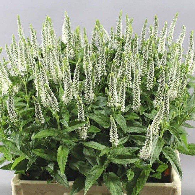 Trồng hoa này chẳng khác ướp hương cho nhà quanh năm, hoa thơm ngát, nở sai chi chít - 1