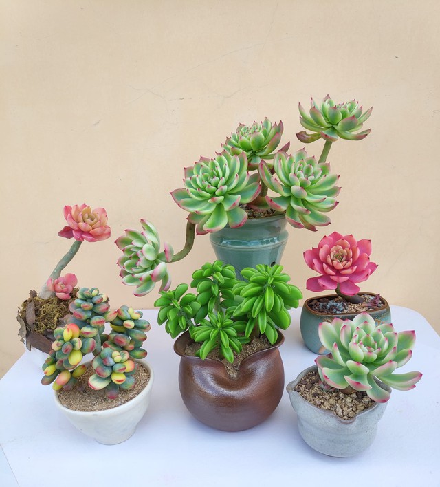 Sen đá là loài mọng nước, tích trữ độ ẩm trong lá, vì vậy chỉ cần tưới rất ít.