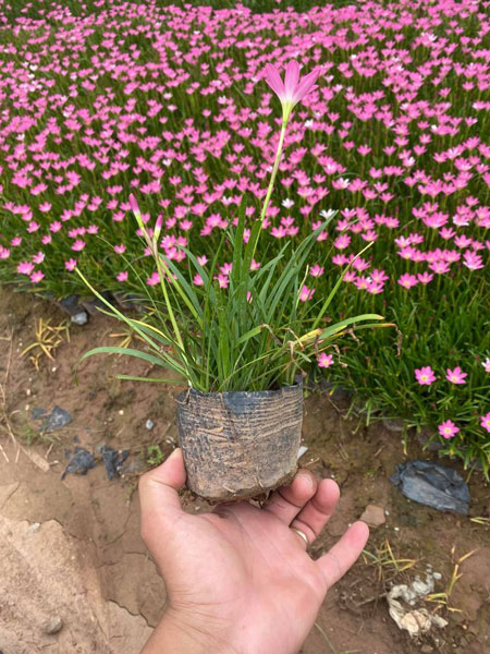 Tóc tiên hồng là một loại cây cảnh đặc biệt với củ nhỏ xinh. Chỉ cần vùi củ xuống đất, chẳng bao lâu sau, bạn sẽ thấy những chiếc lá xanh mướt nhú lên, rồi bất ngờ nở hoa sau những ngày mưa.