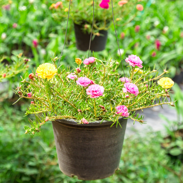 Mười giờ là loại cây họ sam, thân thảo, rất dễ trồng.