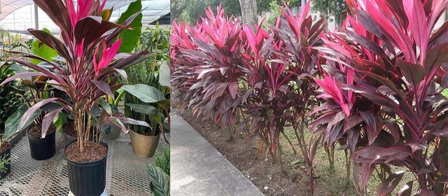Cây phất dụ hay còn được gọi là cây Thần tài, cây có tác dụng thu hút tài khí vào ngôi nhà.