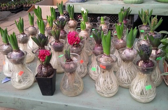 Trong phong thủy thì cây tiên ông thuỷ sinh được nhiều người yêu thích bởi nó là loại cây thủy sinh trong nhà có tính thẩm mỹ cao.