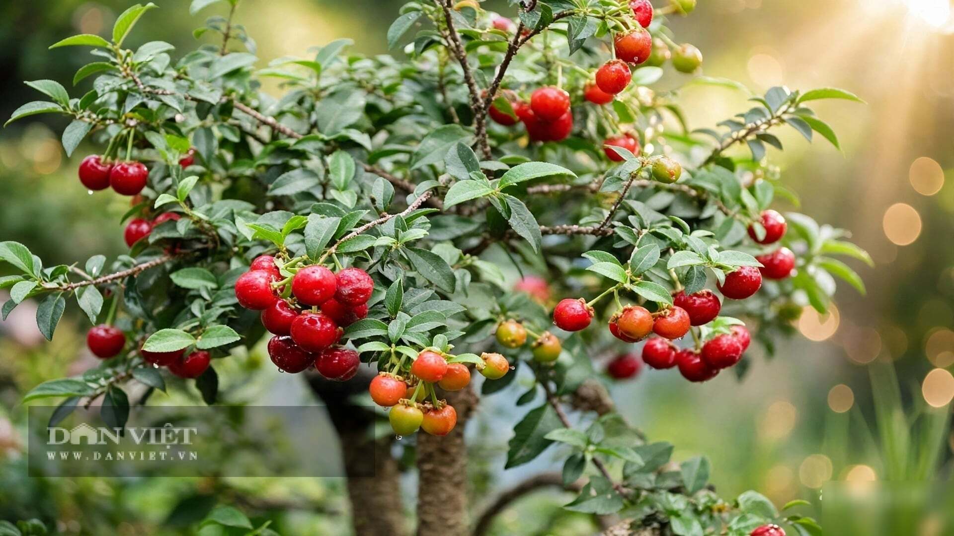 Lá của cây cảnh nhỏ như móng tay