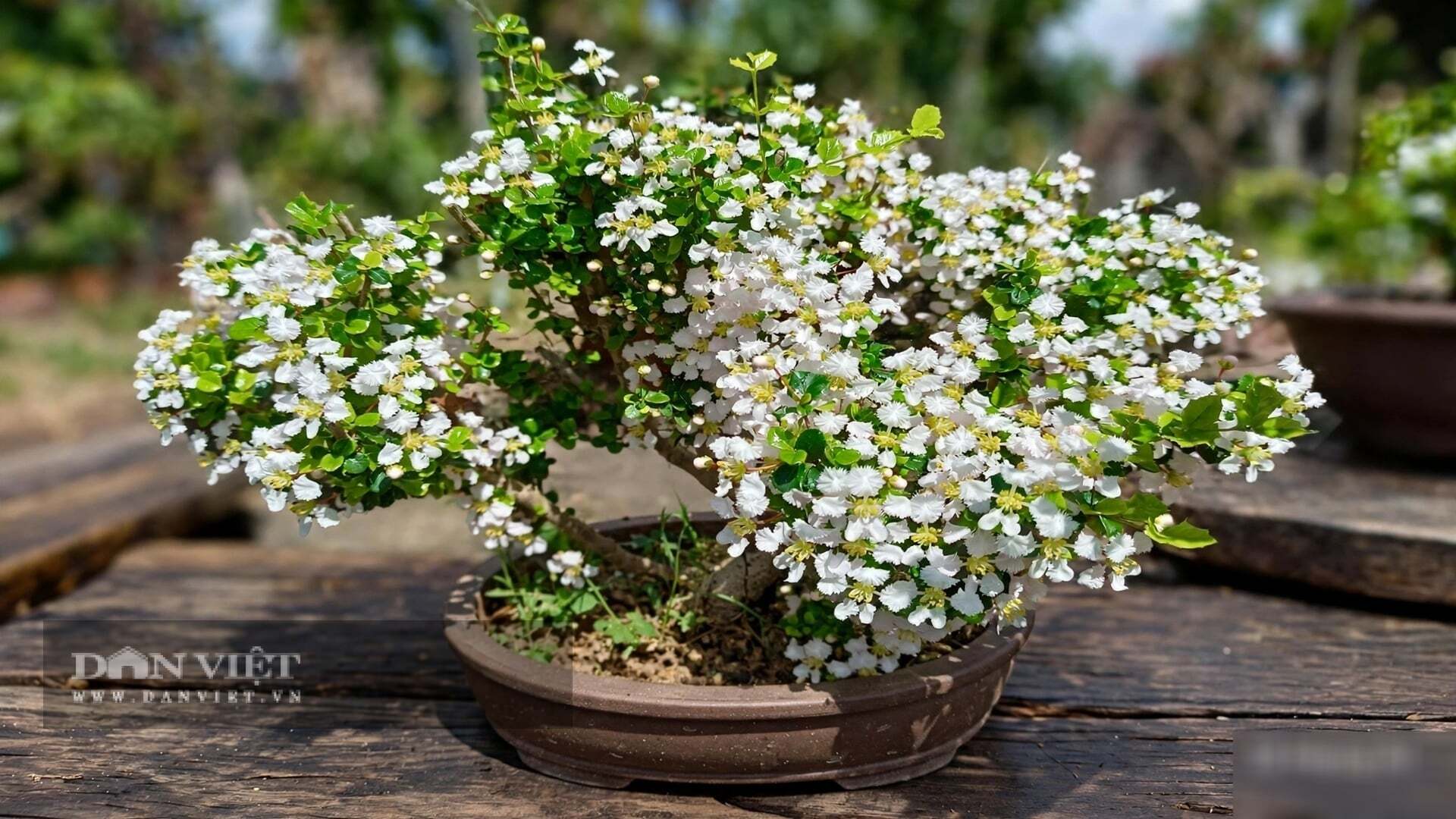 Hoa trắng nhỏ li ti