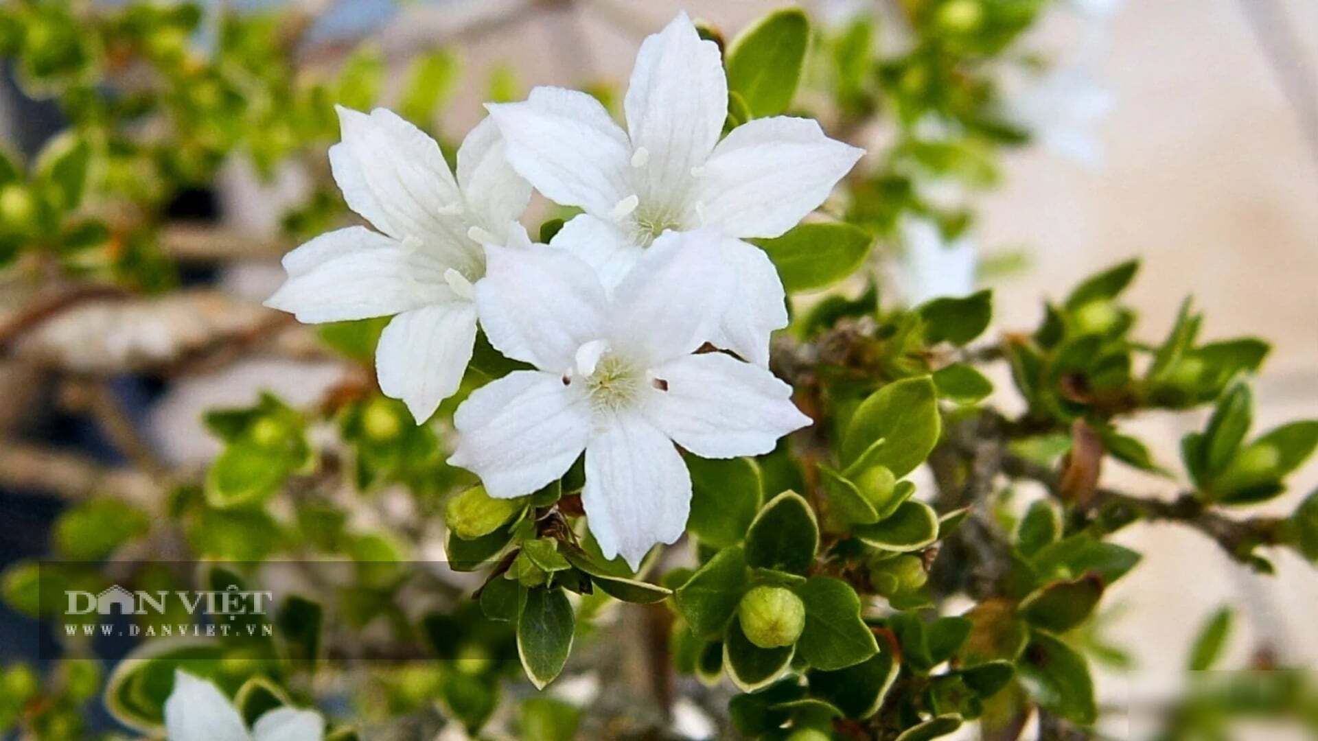 Hoa như ngôi sao lấp lánh