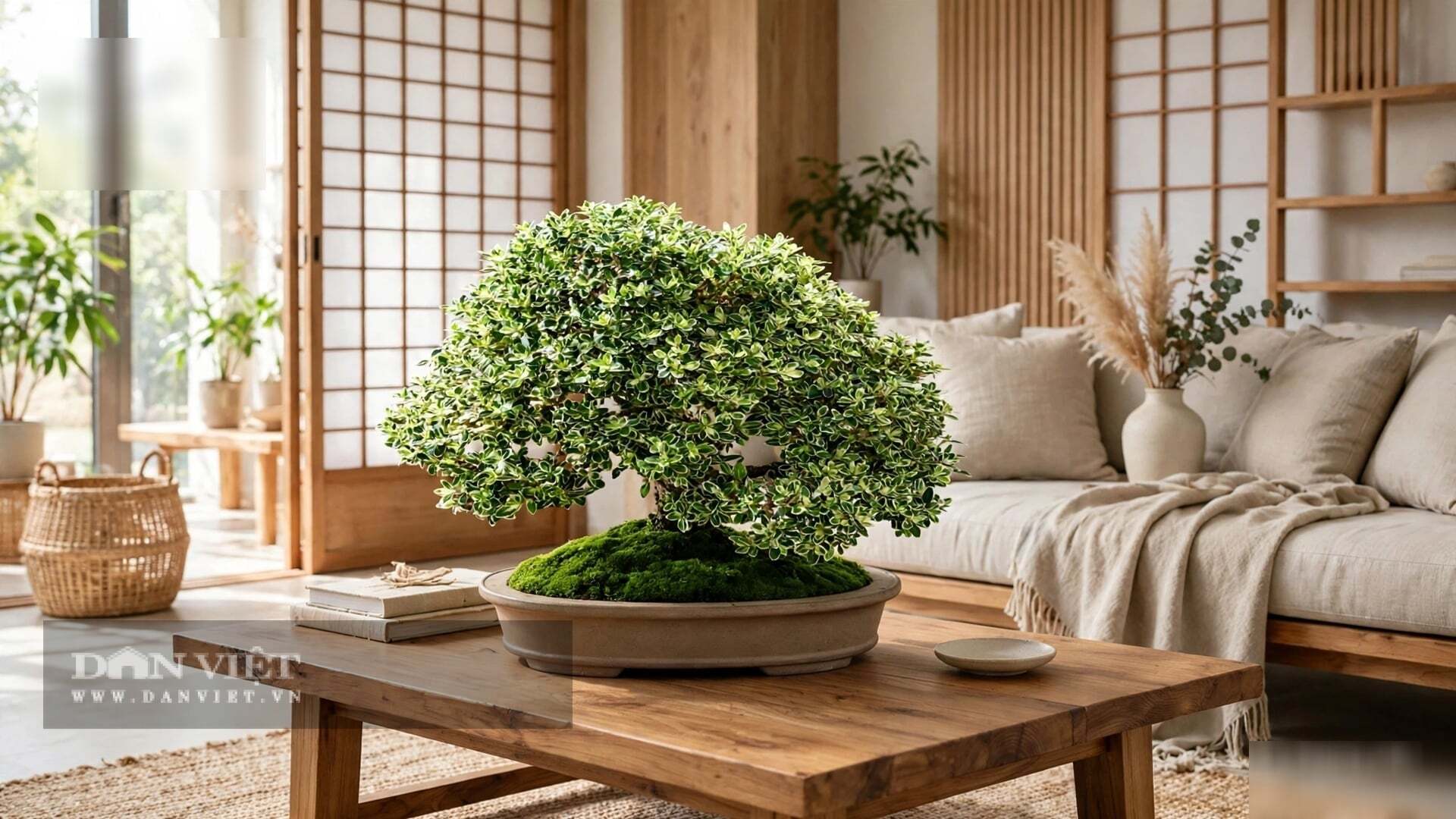 Cây cảnh hợp với người mệnh Kim