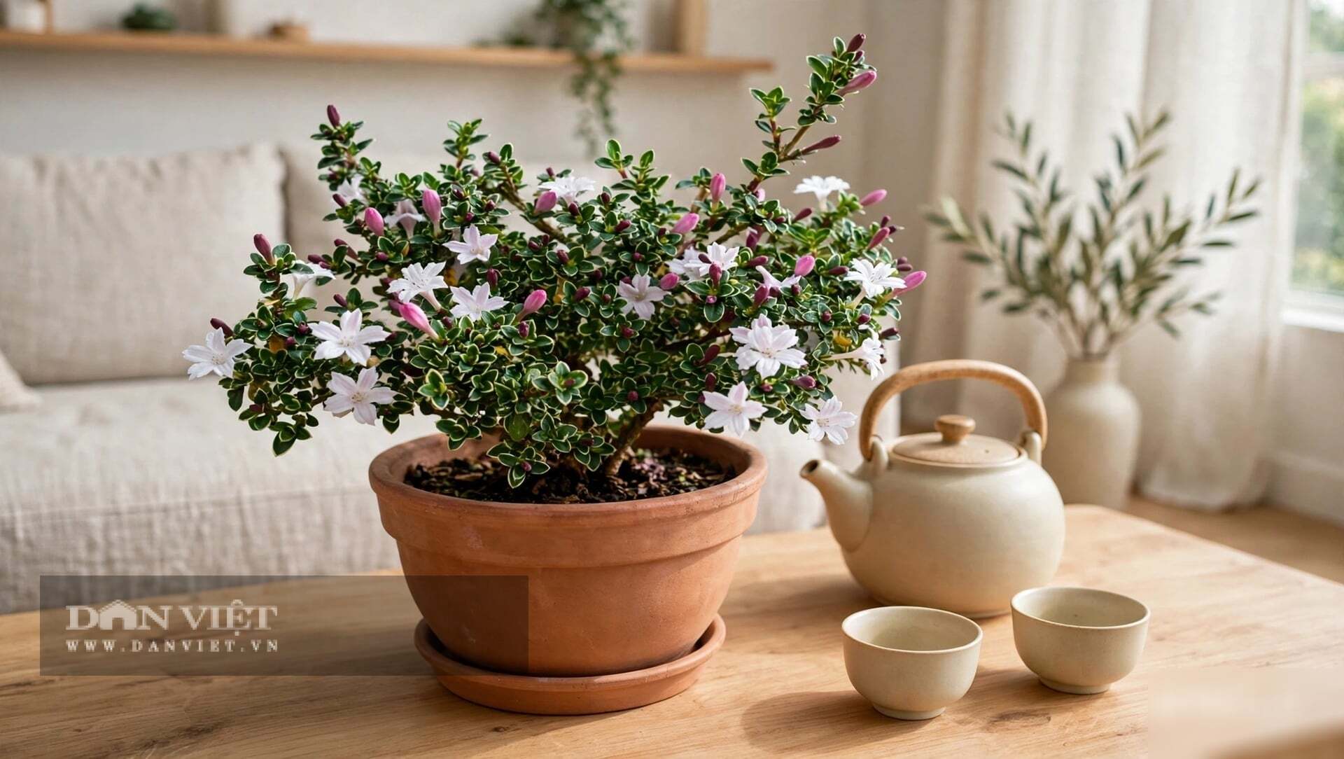 Và đặt cây cảnh tuyết tháng sáu ở nơi bạn hay ngồi một mình để nhắc mình về sự tinh khôi.