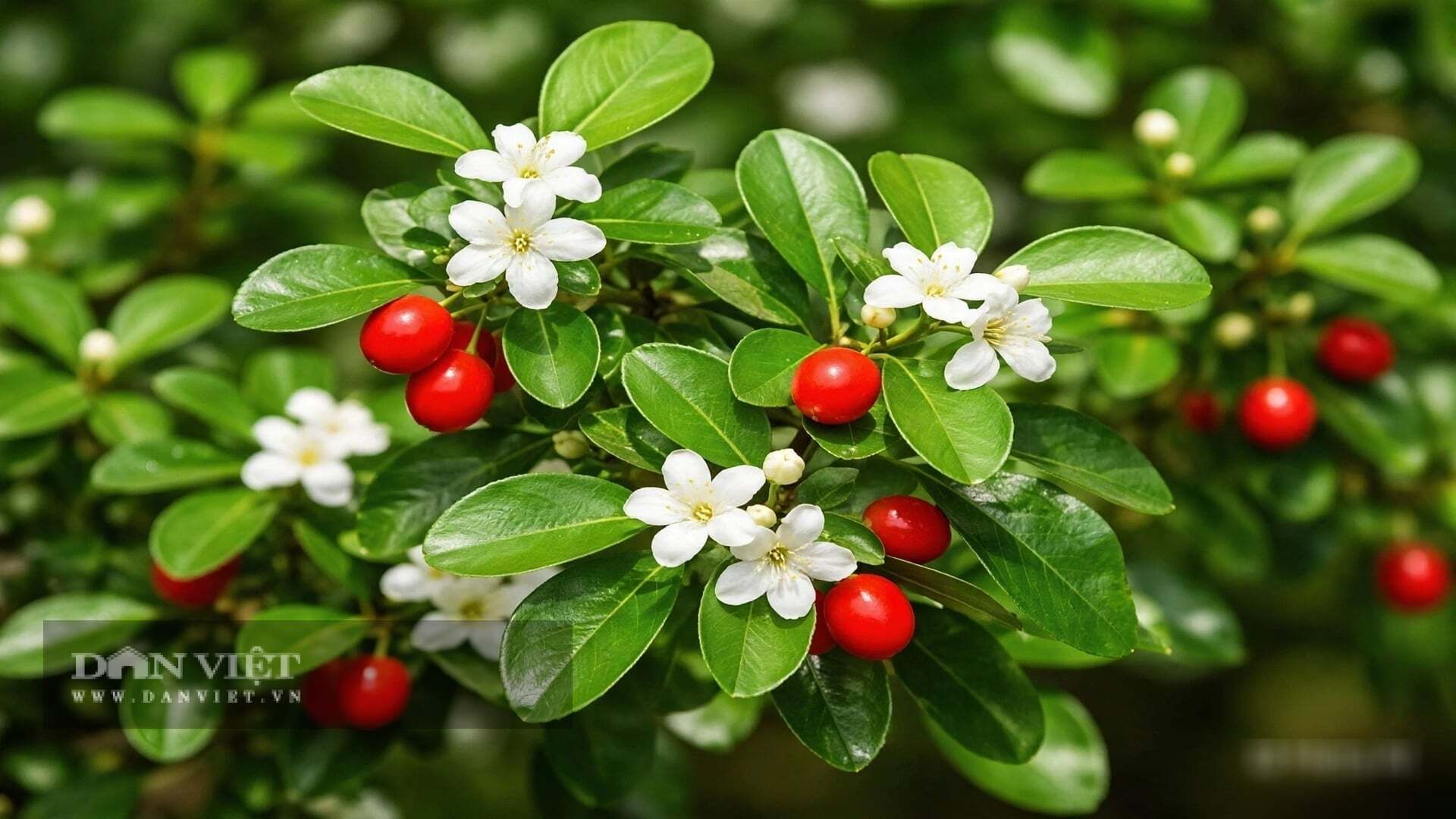 Vẻ đẹp của cây cảnh kim quýt là vẻ đẹp tròn trịa