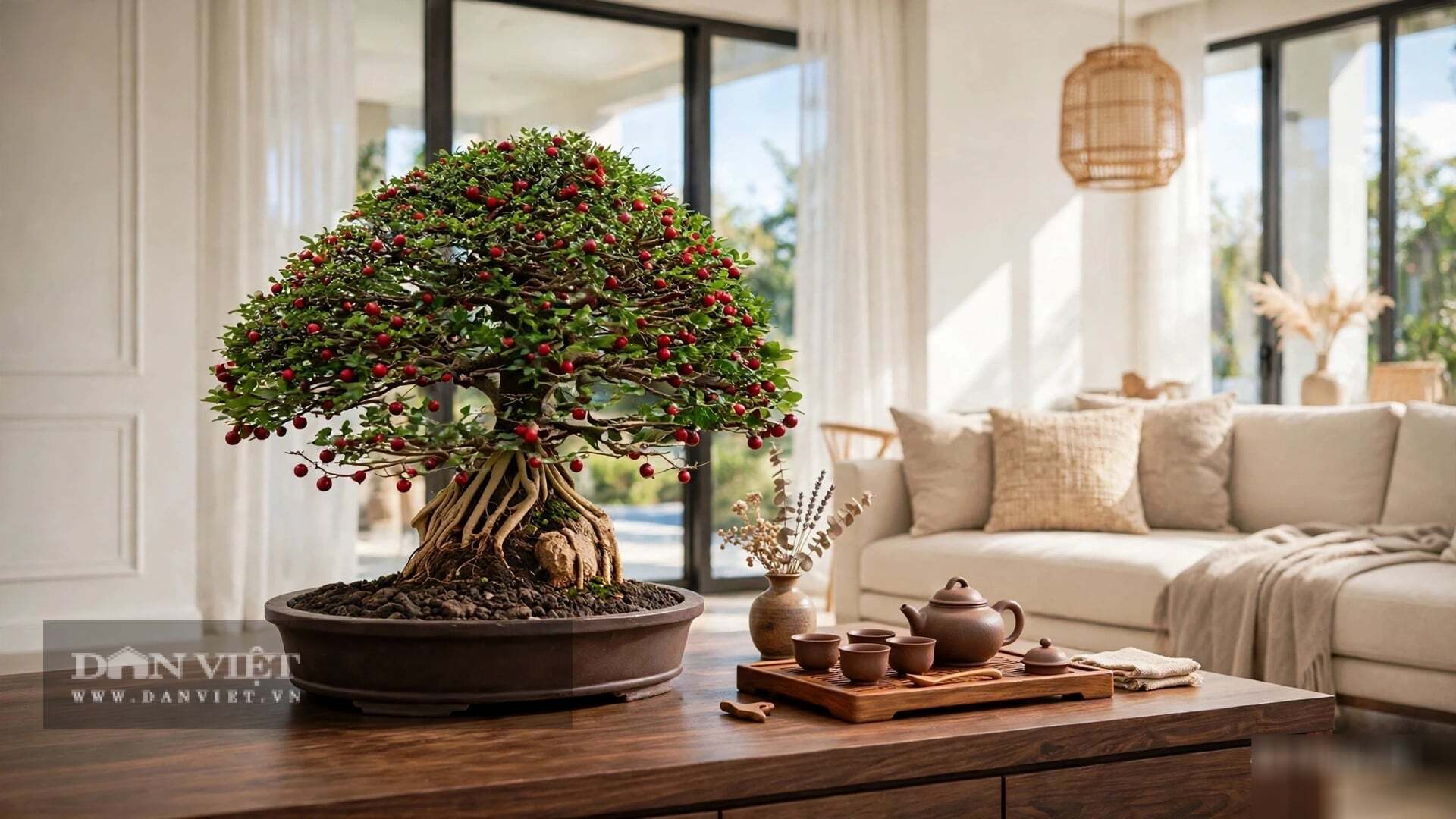 Kim quýt là cây cảnh phong thủy hàng đầu cho phòng khách.