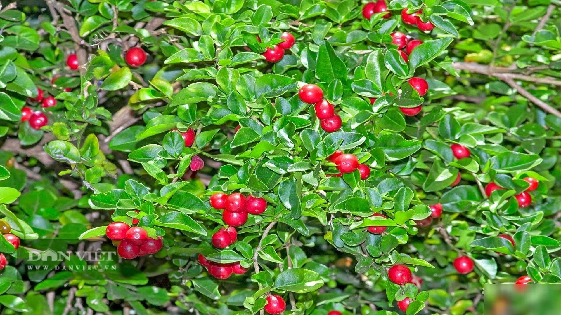 Nó không chỉ là cây cảnh, nó là lời chúc phúc