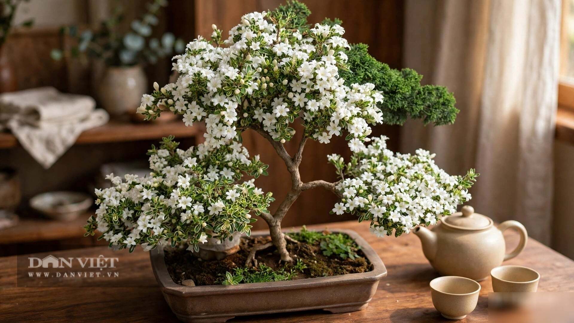 Vẻ đẹp của cây cảnh tuyết tháng sáu là vẻ đẹp của sự đối lập đầy thiền vị