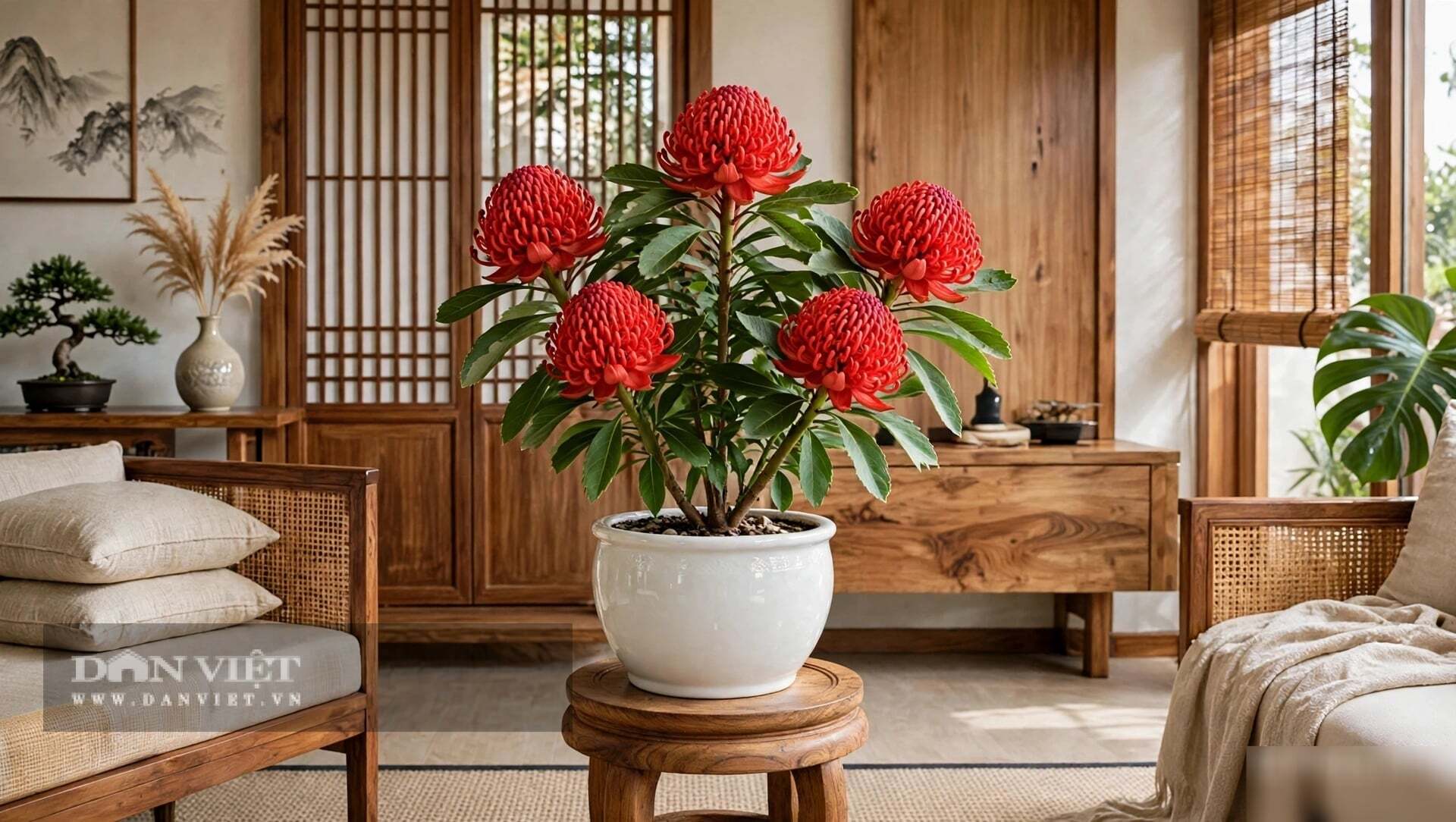 Hoa vương đài chủ yếu được nhập về, trở thành loài hoa cắm cành đắt đỏ