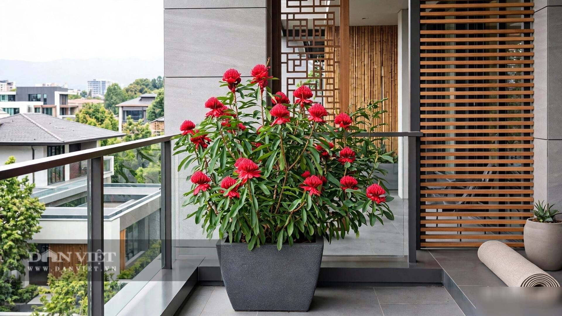 Cây cảnh kích hoạt cung danh vọng