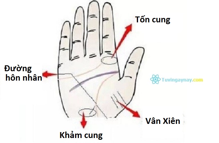 Xem tướng đường nét chỉ tay của người có số đào hoa suốt đời