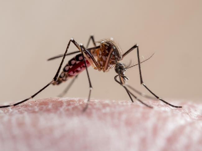 Close-up of a yellow-fever mosquito biting human skin, it's a culicidae vector of malaria, yellow fever, chikungunya, dengue and zika virus in Brazil, known locally as mosquito da dengue. (Close-up of a yellow-fever mosquito biting human skin, it's a 