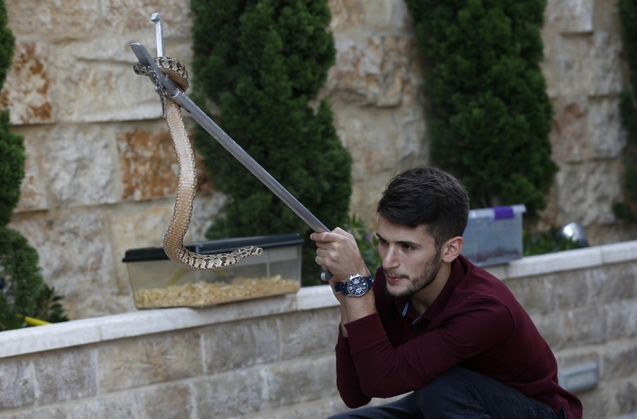 Mohammed Nassri đang kiểm tra một con rắn tại nhà, hôm 29/9. Ảnh: Xinhua.