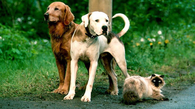 Hành trình về nhà của 5 chú chó đáng yêu nhất màn ảnh: Bé số 4 đi hơn 400 dặm tìm chủ, coi mà khóc hết 1 lít nước mắt! - Ảnh 4.