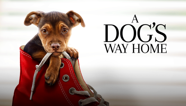 Hành trình về nhà của 5 chú chó đáng yêu nhất màn ảnh: Bé số 4 đi hơn 400 dặm tìm chủ, coi mà khóc hết 1 lít nước mắt! - Ảnh 8.