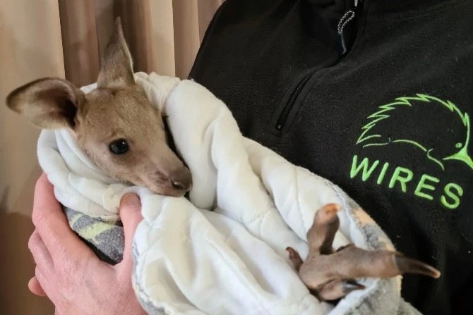Tình nguyện viện bế con kangaroo nhỏ còn sống, được đặt tên là Hope, sau vụ tấn công gần thị trấn Batemans Bay, bang New South Wales, Australia cuối tuần qua. Ảnh: WIRES.