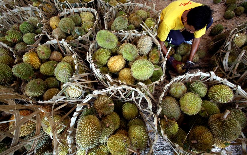 Những quả sầu riêng được bày bán trên đường phố Putrajaya, ngoại ô Kuala Lumpur, Malaysia. Ảnh: Reuters.