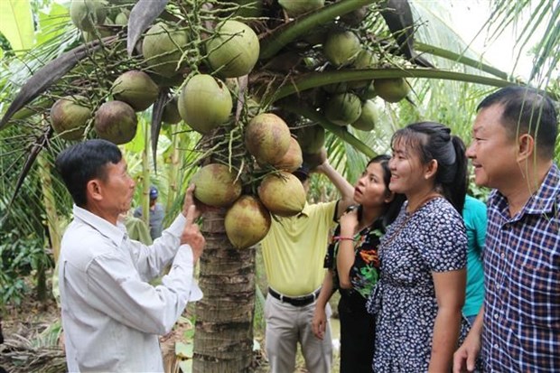 Dua sap Tra Vinh lan dau tien duoc tiep thi chinh thuc tai Australia hinh anh 1