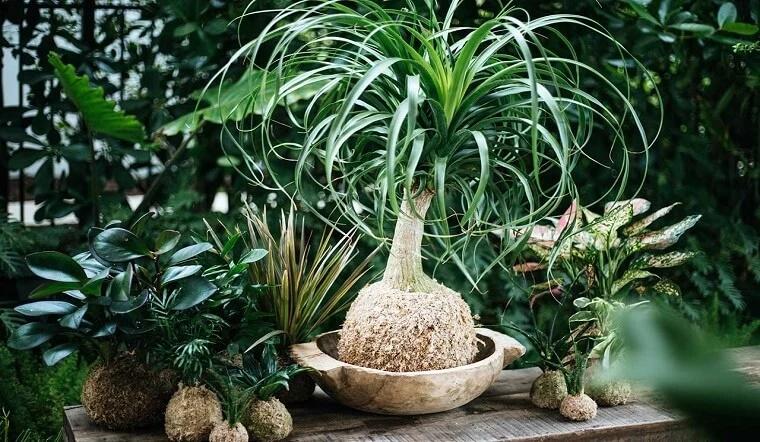 3 cây cảnh tuy xấu xí nhưng hút tài chiêu lộc, nhà giàu rất thích trồng-3