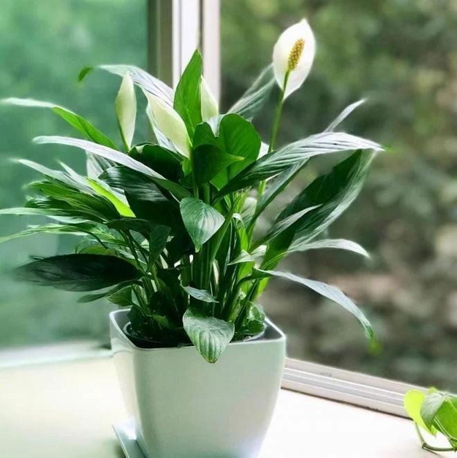 5 loại cây cảnh đặt phòng khách vượng phu ích tử, mang lộc tiền tài-1