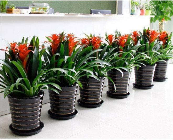 5 loại cây cảnh đặt phòng khách vượng phu ích tử, mang lộc tiền tài-3