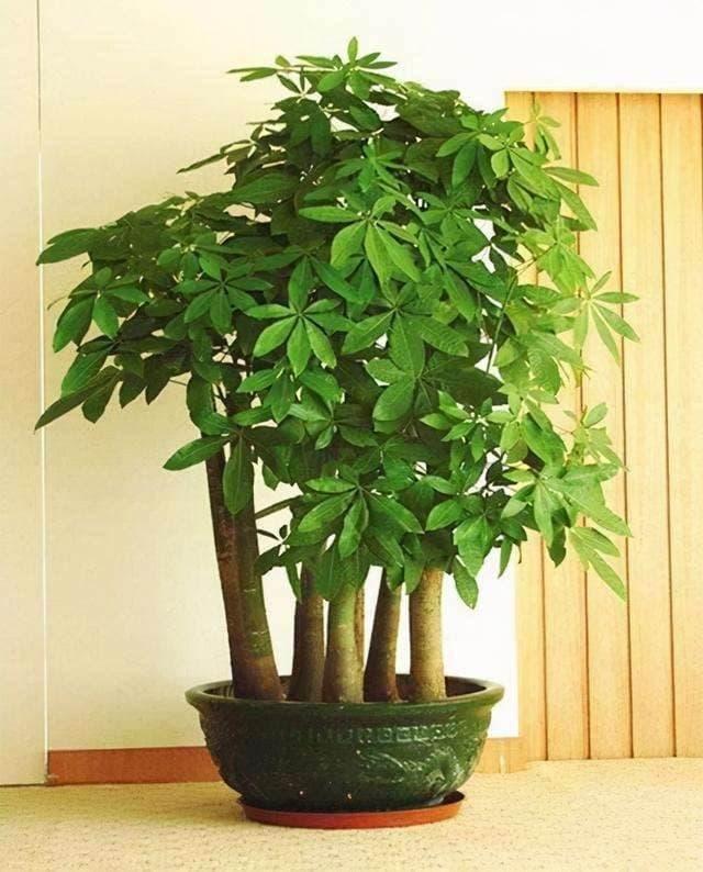 5 loại cây cảnh đặt phòng khách vượng phu ích tử, mang lộc tiền tài-5