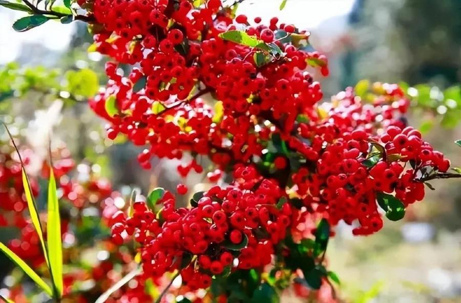 Trồng 3 loại cây cảnh ở ban công, tài lộc vào nhà như thác đổ-1