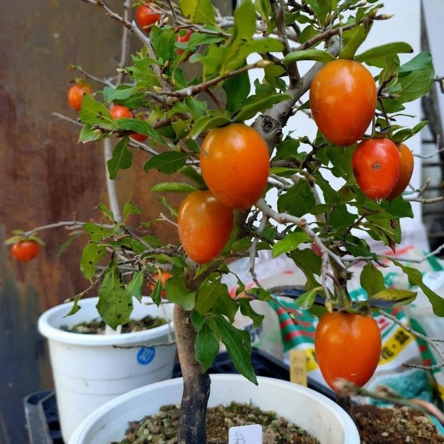 Trồng 3 loại cây cảnh ở ban công, tài lộc vào nhà như thác đổ-3