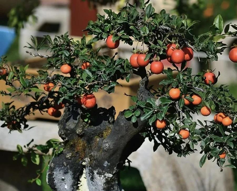 Trồng 3 loại cây cảnh ở ban công, tài lộc vào nhà như thác đổ-4