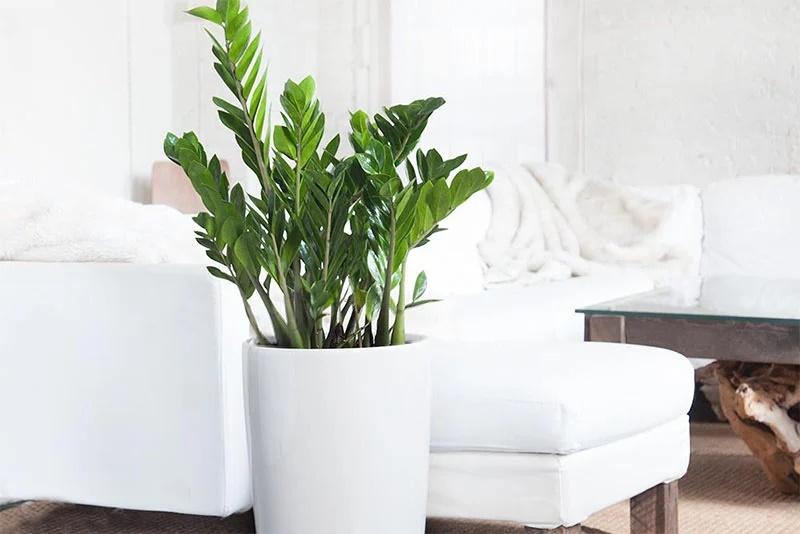 3 cây cảnh cấm đặt trong phòng ngủ, vợ chồng xui xẻo chia ly-1