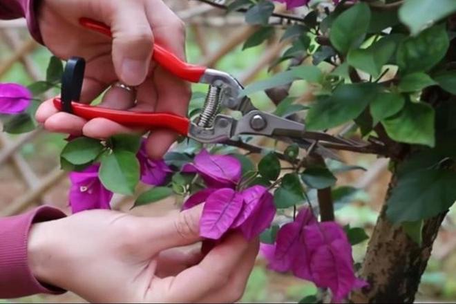 3 loại hoa cần “đốn hạ” trước mùa đông, nó sẽ nở hoa nhiều gấp đôi vào năm tới - 3