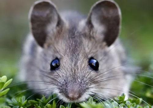 3 tuổi bên ngoài quê một cục, bên trong đúng chuẩn đại gia chân đất-4