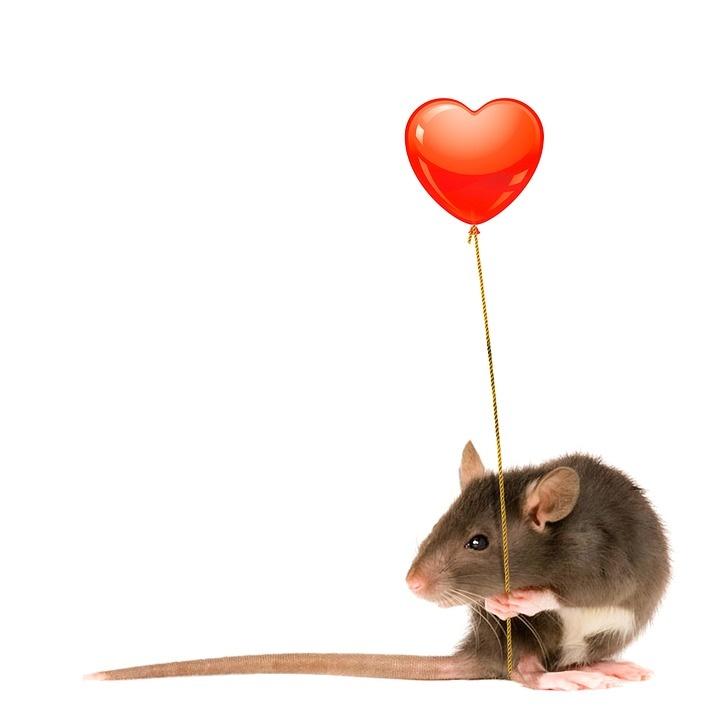 Tử vi hàng ngày 12 con giáp thứ Tư 26/10/2022: Dục tốc bất đạt-1