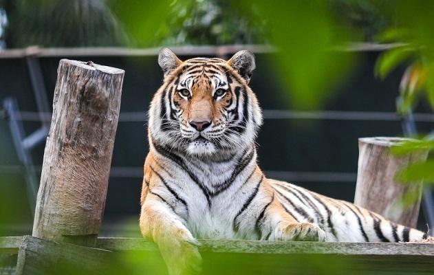 Từ 27 - 31/10 Dương lịch có 3 tuổi ăn nên làm ra, 1 tuổi thất bại ê hề-1