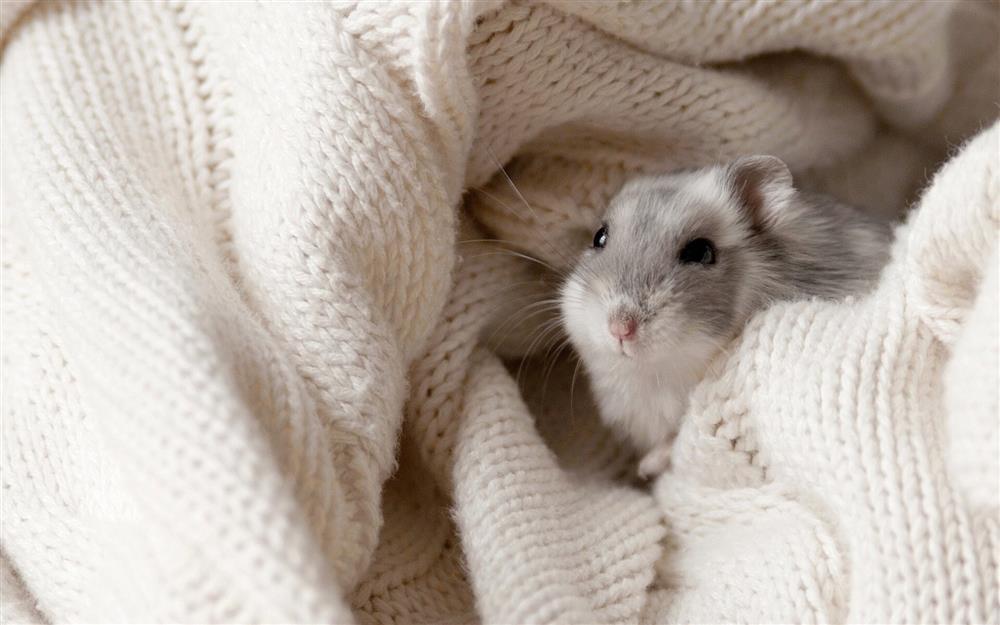 Tử vi hàng ngày 12 con giáp thứ Sáu 28/10/2022: An phận thủ thường-1