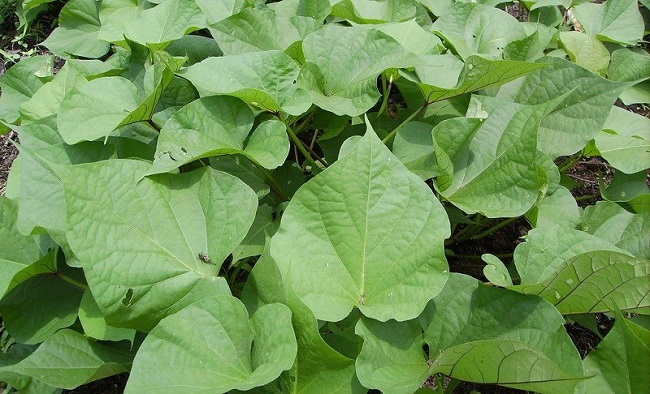 Người Nhật gọi là “rau trường thọ”, vùi cọng xuống đất không cần chăm vẫn lớn như thổi, có rau ăn thường xuyên - 4