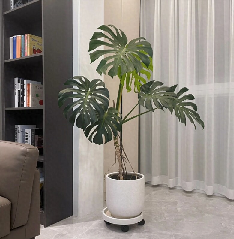 Tại sao cây Monstera vừa sang vừa mang tới tài lộc nhưng bị nhiều người cho vào “danh sách đen”? Đây là 4 lý do - 4