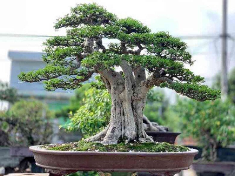 Cây duối bonsai.