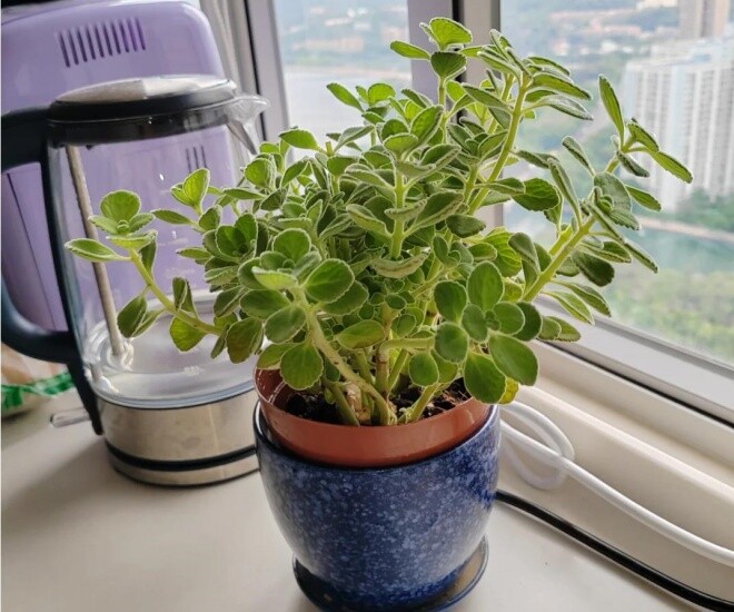 Cây cảnh đuổi muỗi cực đỉnh, lại được ví như “mèo Thần Tài” nhưng nay bị nhiều người cho vào danh sách đen vì 4 lý do - 1