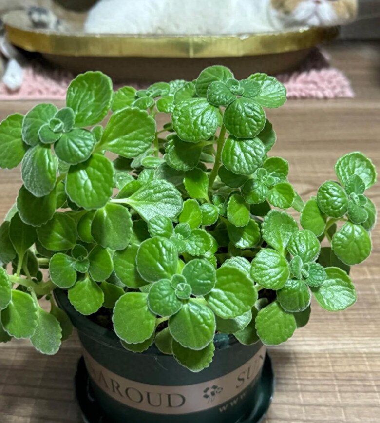 Cây cảnh đuổi muỗi cực đỉnh, lại được ví như “mèo Thần Tài” nhưng nay bị nhiều người cho vào danh sách đen vì 4 lý do - 2